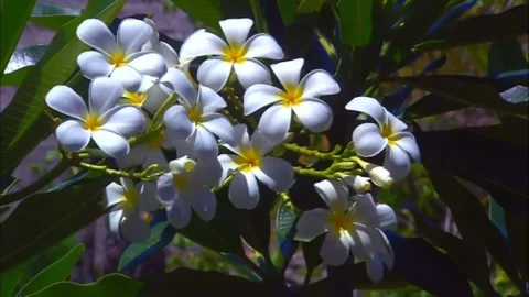 Glade with white flowers. Stock Footage 133597488