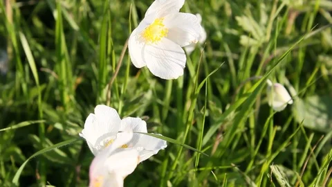 Glade of white flowers. Spring Stock Footage 76037957