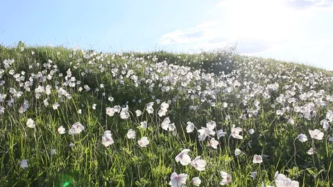 Glade of white flowers. Spring Stock-Footage 76037958