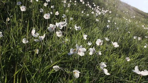 Glade of white flowers. Spring Stock Footage 76037974