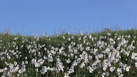 Glade of white flowers. Spring Stock Footage 76037989