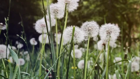 Glade of white fluffy dandelions Stock Footage 76434452
