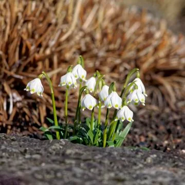 Glade with white snowdrops in the spring. Shallow depth of field. Stock Photos