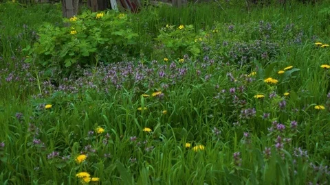 Glade with a wild flowers Video stock 106587703