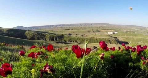 Glade of wild peonies on a hillside Stock Footage 79434138