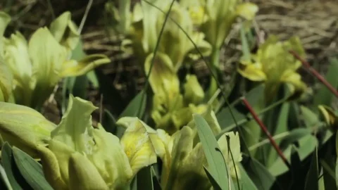 Glade of wild yellow irises Stock Footage 79405904
