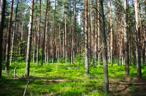 Glade in the wood Stock Photos