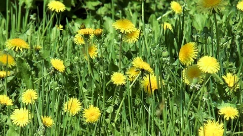 Glade of yellow dandelions Stock Footage 89958392