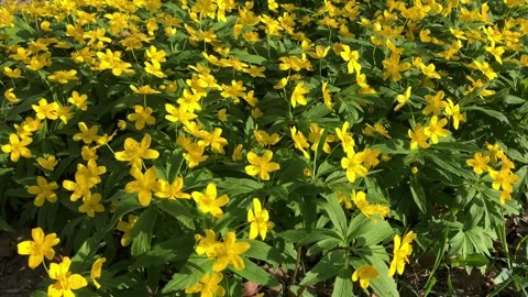Glade of Yellow Spring Anemones Stock Footage 275489440