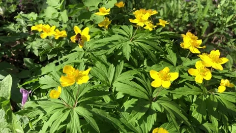 Glade of Yellow Spring Anemones Stock Footage 275514697