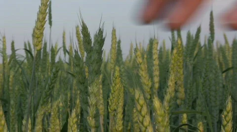 GladiatorV2 Stock Footage 737439