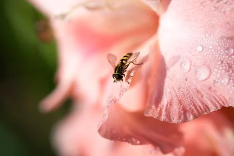 Gladiola blossom - hover fly 스톡 사진