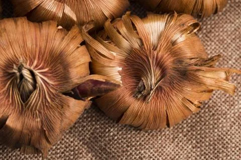 Gladiola bulbs ready to plant in the spring garden Stock Photos