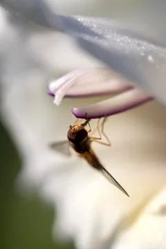 Gladiola - hover fly Stock Photos