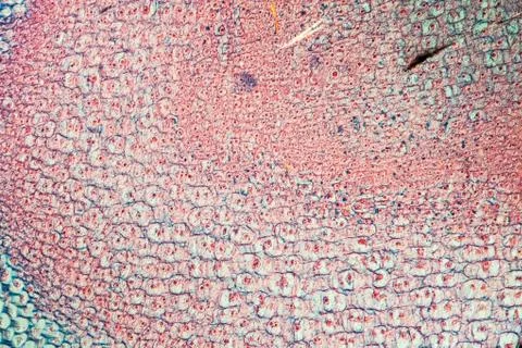 Gladiole Stock Photos