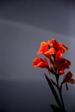 Gladioli Stock Photos