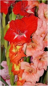 Gladioli Stock Photos