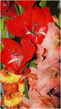 Gladioli Stock Photos