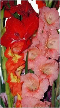 Gladioli Stock Photos