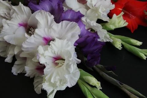Gladioli Fotos Stock