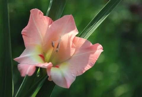 Gladioli in soft light Stock Photos