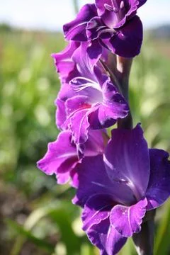 Gladioli in summer Stock Photos