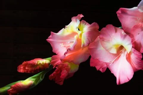 Gladiolus on a black background Photos