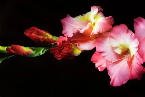 Gladiolus on a black background Photos