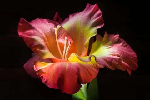 Gladiolus on a black background Foto stock