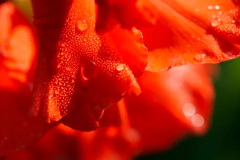 Gladiolus - bloom - macro shot 写真素材