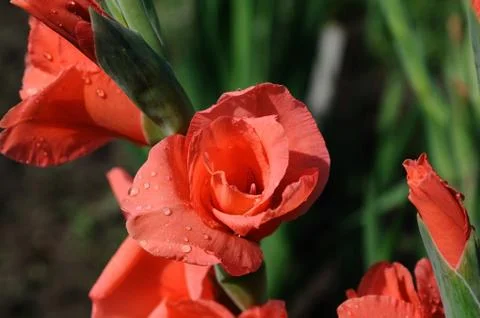 Gladiolus with dew Stock Photos