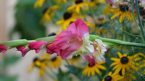 Gladiolus flower Stock Footage 246878088