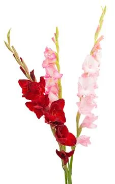 Gladiolus flower isolated Stock Photos