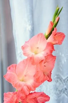 Gladiolus flower Stock Photos