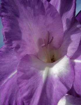 Gladiolus flower Stock Photos