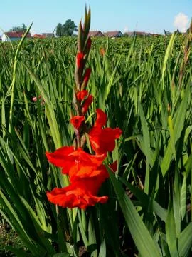 Gladiolus flower  Stock Photos