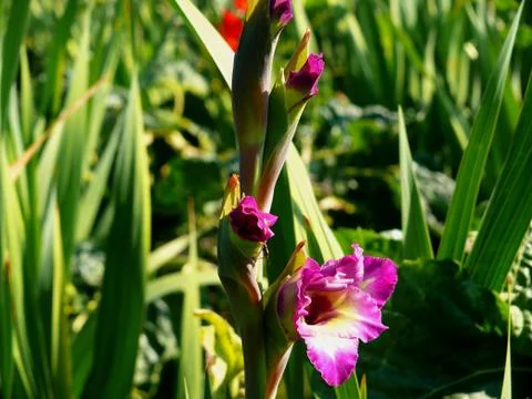 Gladiolus flower Stock Photos