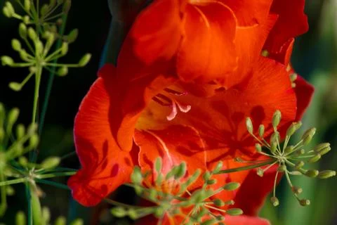 Gladiolus flower Stock Photos