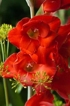Gladiolus flower Stock Photos
