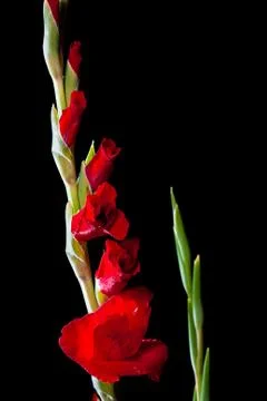 Gladiolus flower Stock Photos