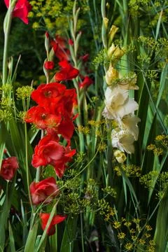 Gladiolus flower Stock-Fotos