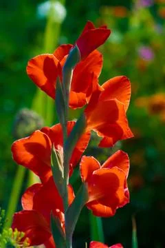 Gladiolus flower Stock Photos