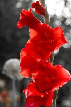 Gladiolus flower Stock Photos