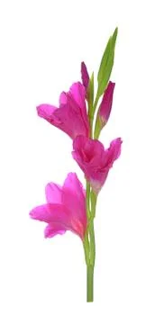 Gladiolus flower Stock Photos