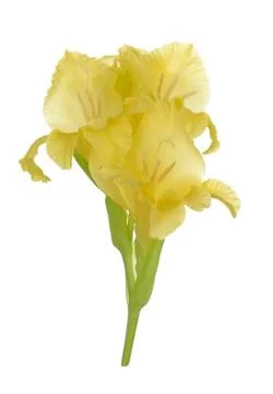 Gladiolus flower Stock Photos