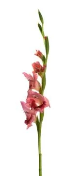 Gladiolus flower Stock Photos