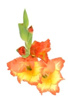 Gladiolus flower Stock Photos
