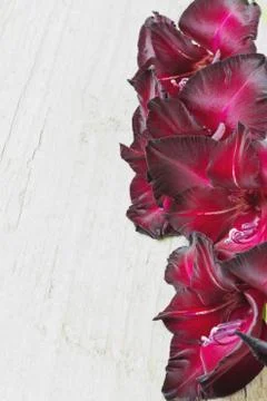 Gladiolus flowers Stock Photos