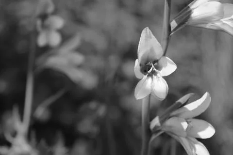 Gladiolus flowers in selective focus Stock Photos