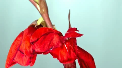 Gladiolus Flowers Time-lapse 스톡 동영상 8986992